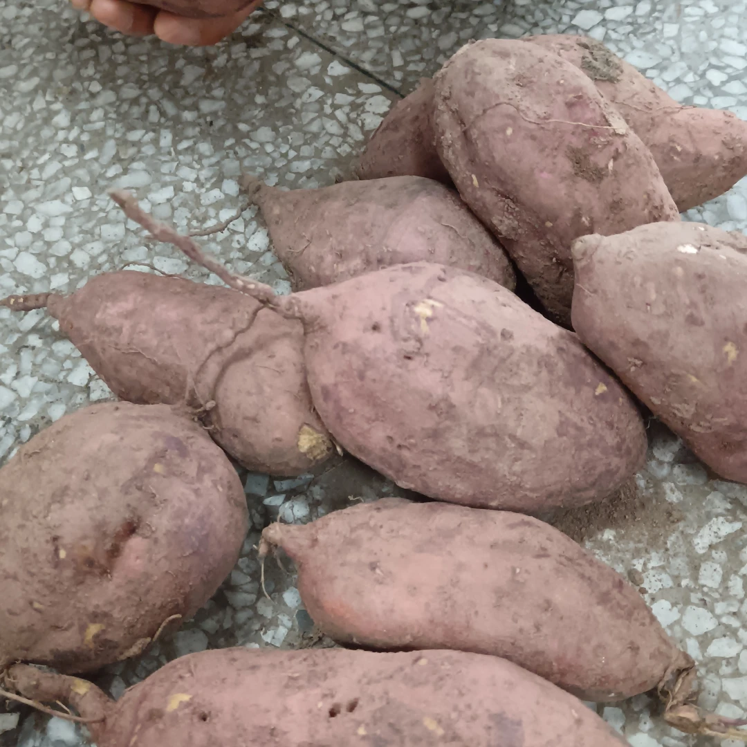 《雾都幺妹》农家自种新鲜红薯地瓜洋芋现挖粉糯香甜红蜜薯