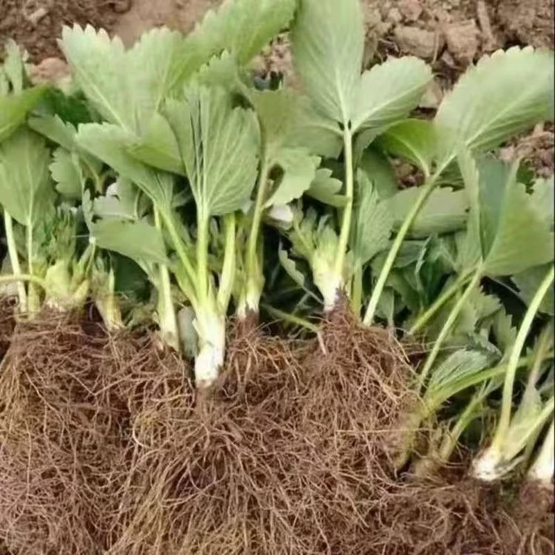 四季结果草莓新鲜秧苗当年结果南北四季种植牛奶草莓盆栽地栽耐寒