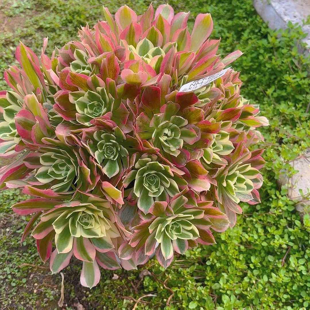 白凤老庄多肉植物255