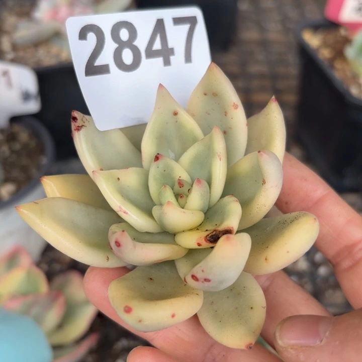 头盖锦多肉植物满18包邮当场凑单