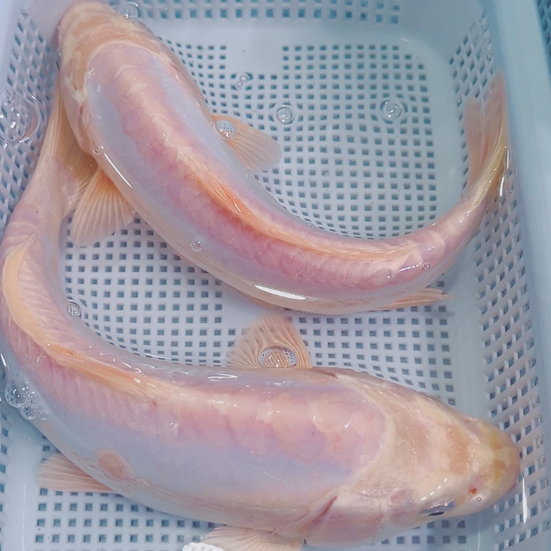 锦鲤锦鲤鱼观赏鱼11