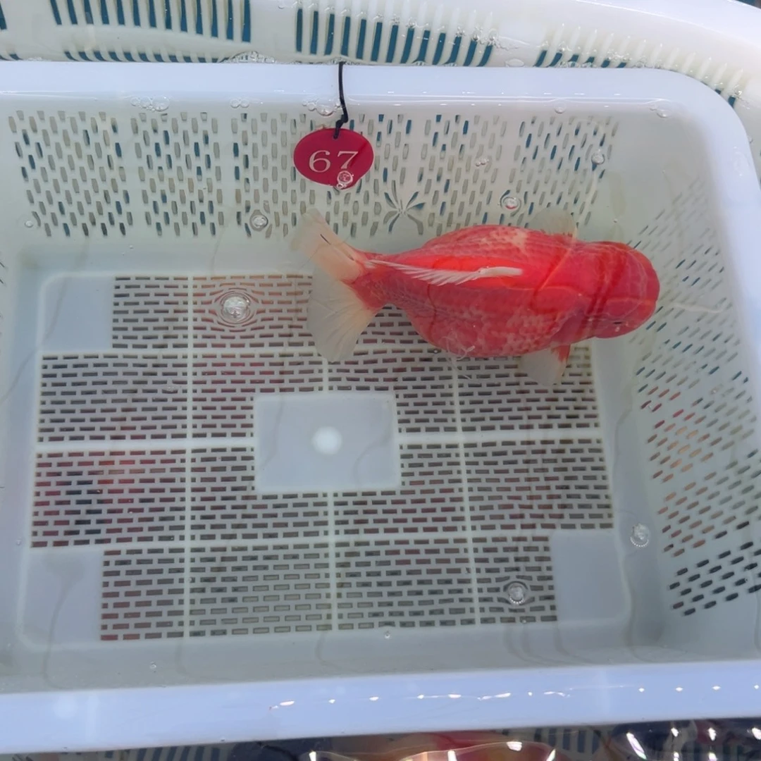 雄***鹰金鱼你好吗我好想你