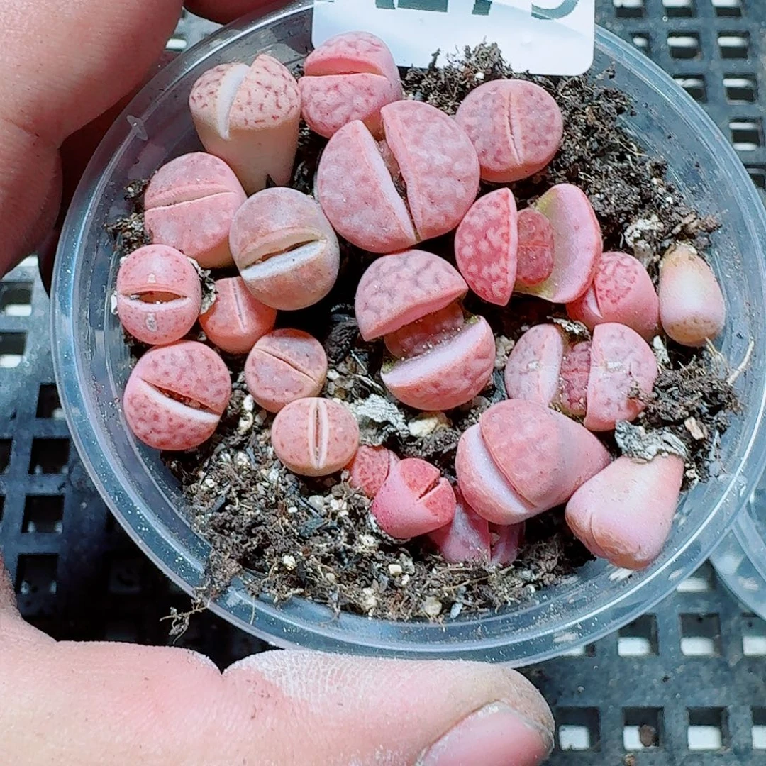 279 多肉植物多肉植物