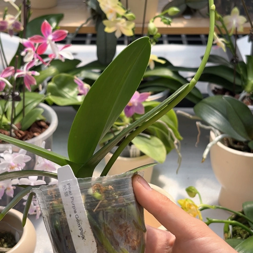 二***蝶全部花苞2.5寸粉猫花苞株