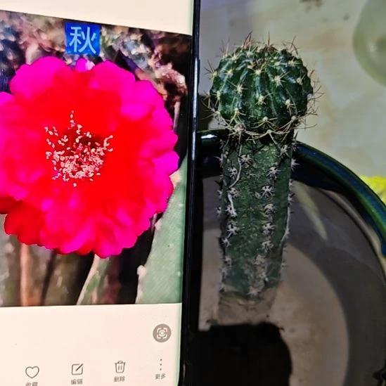 丽花秋秀普嫁接清