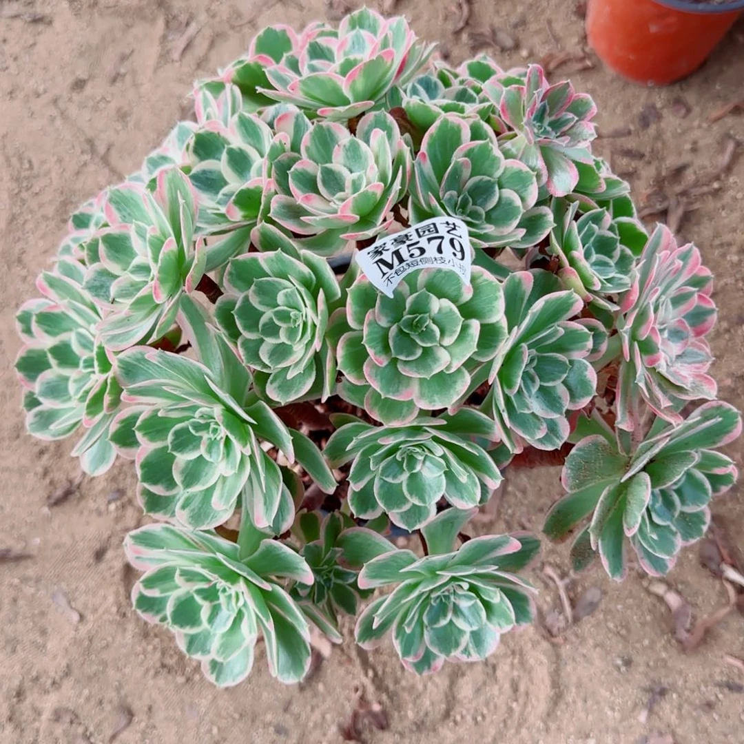 白凤法师579冠幅30