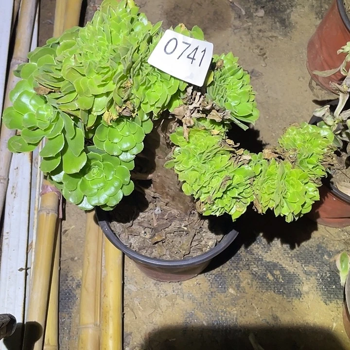 多肉植物断枝不包741绿杨蓉缀