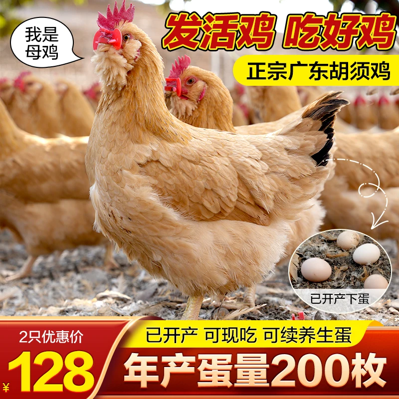 【已产蛋 2只6斤左右】直播专享 广东名鸡散养胡须鸡母鸡 五谷喂养B