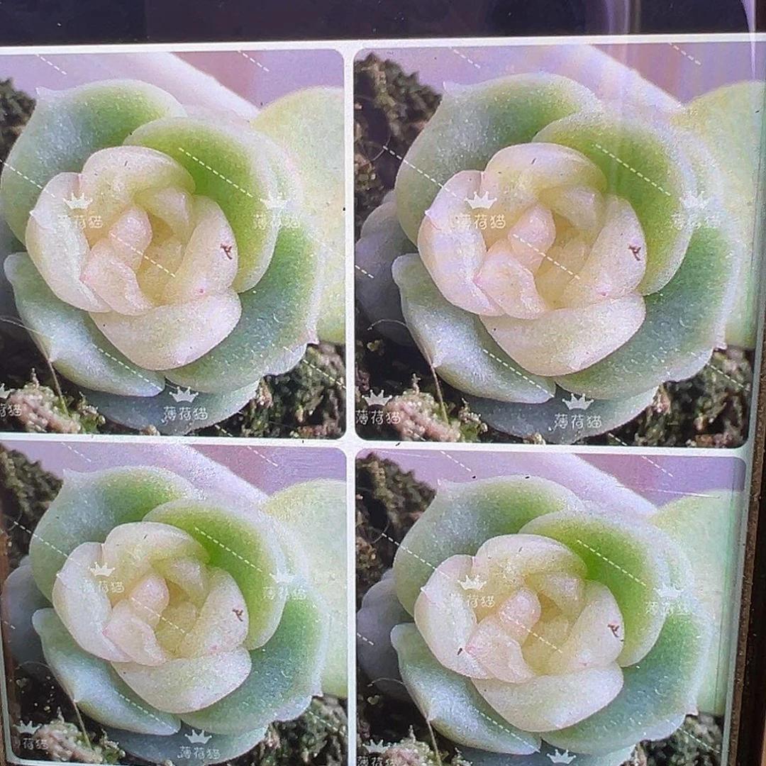 茉莉。   状态图。