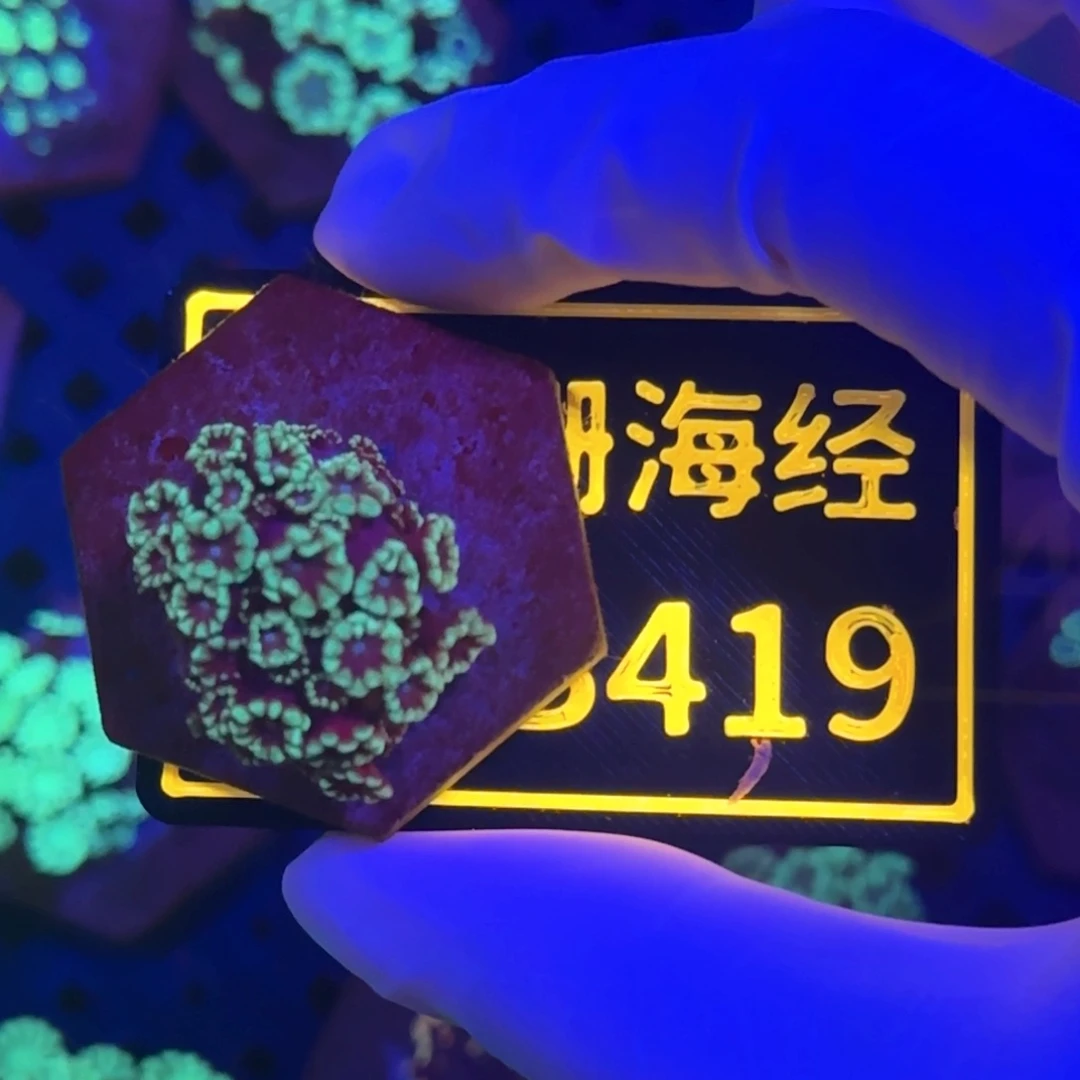 兴***重纽扣珊瑚又又不包邮大花茉莉B419