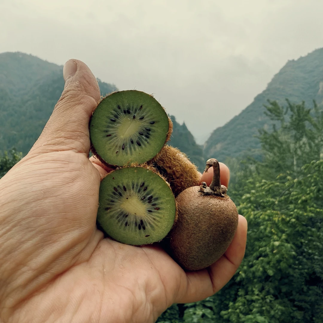 秦岭深山眉县太白山纯野生猕猴桃应季新鲜孕妇非徐香非翠香五斤