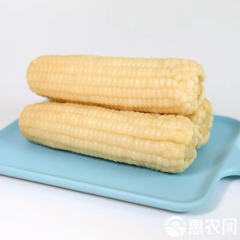 2025东北糯玉米真空包装香甜可口白粘糯玉米280克-300克整箱10根