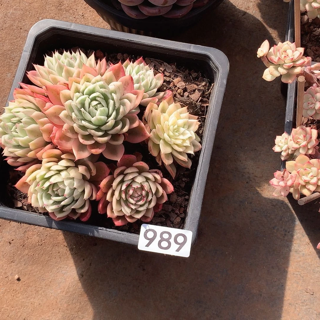 989 一物一拍多肉