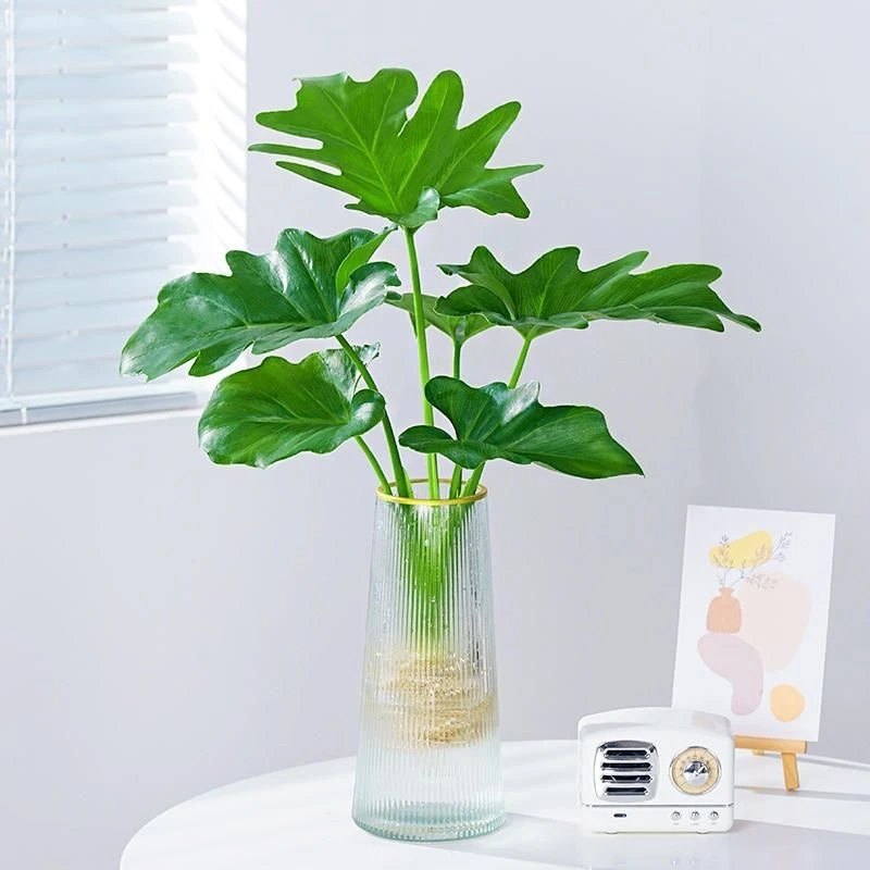 春羽水培土培盆栽绿植龙鳞春雨室内小天使植物土培大型龙鳞龟背竹