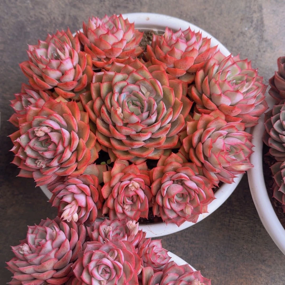 【闪购商品】手捧爱格利亚