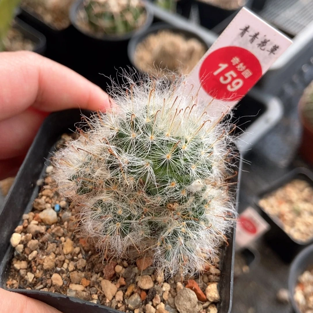 白云高砂群一颗仙人球