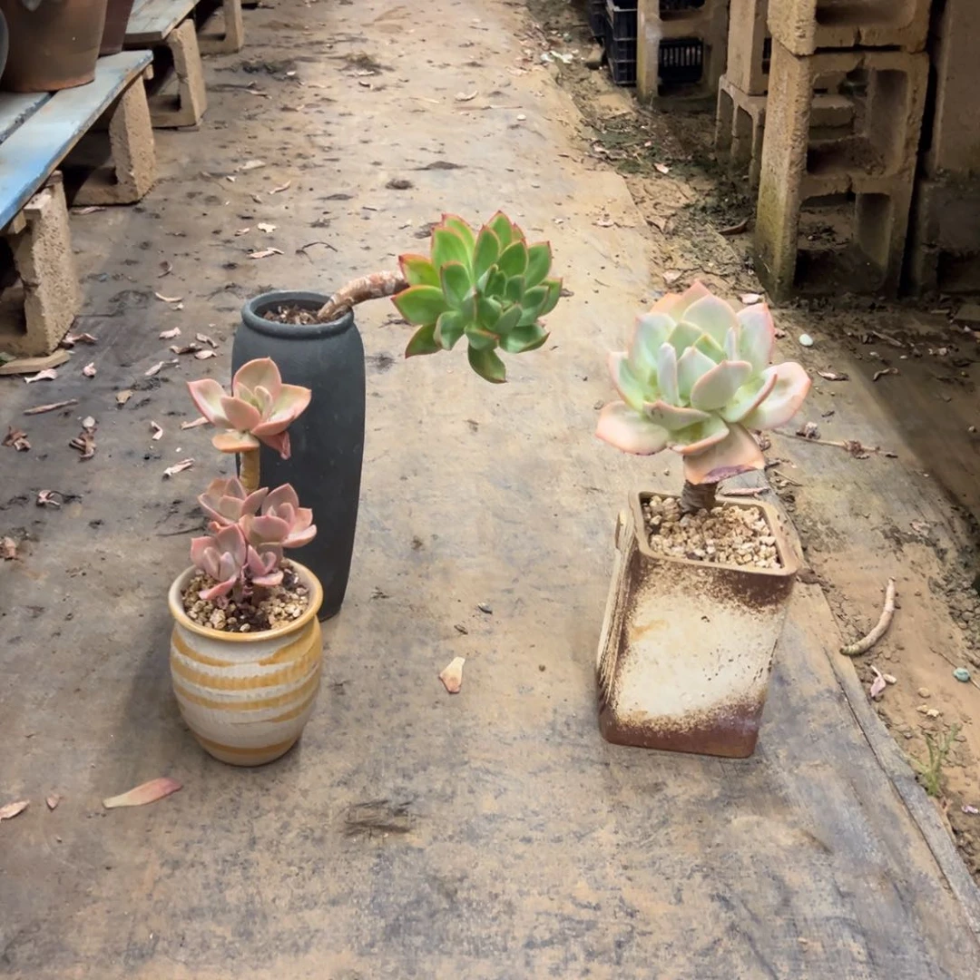 露养老桩脱土花蝴蝶加白凤加赫氏