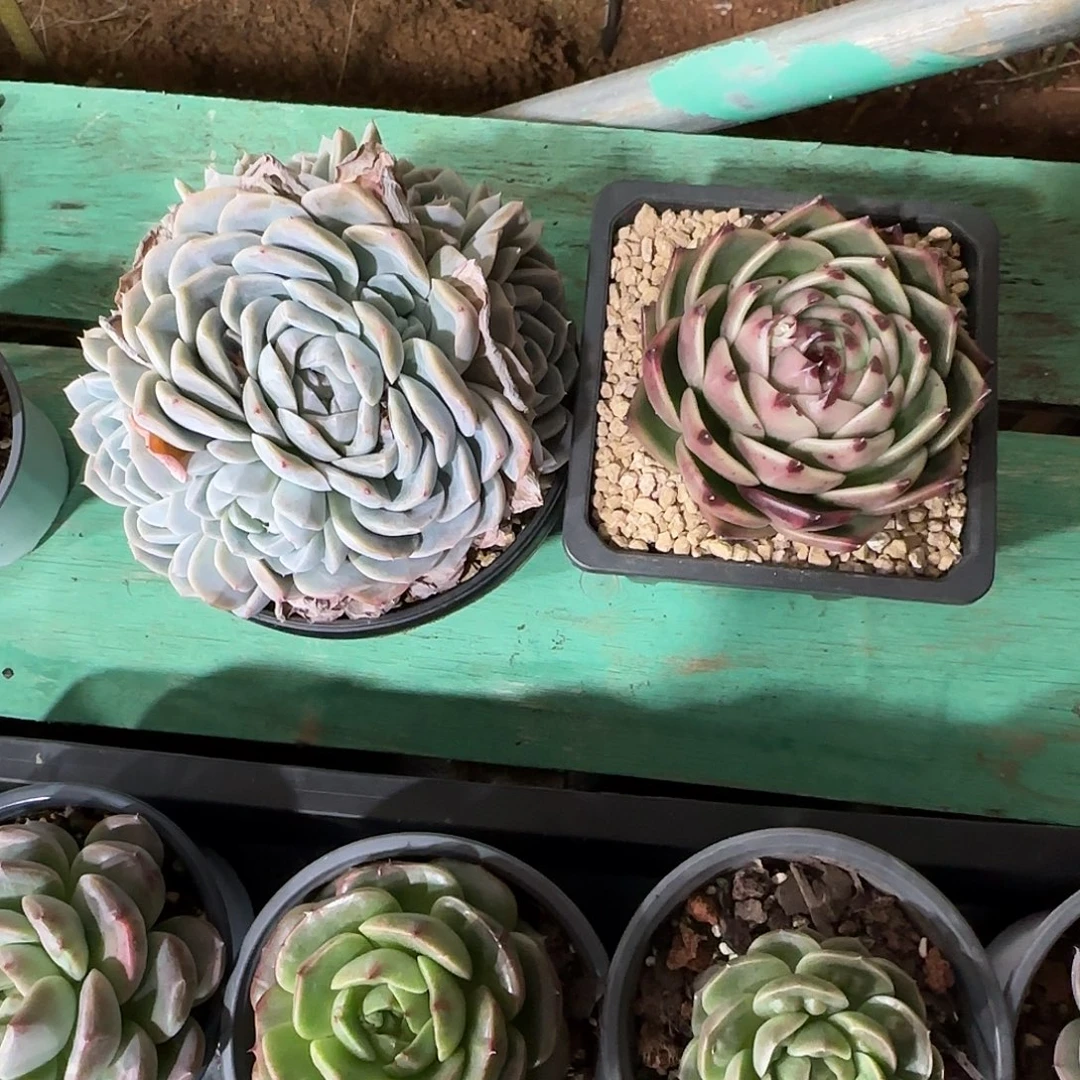 宋***煜2颗寄养。