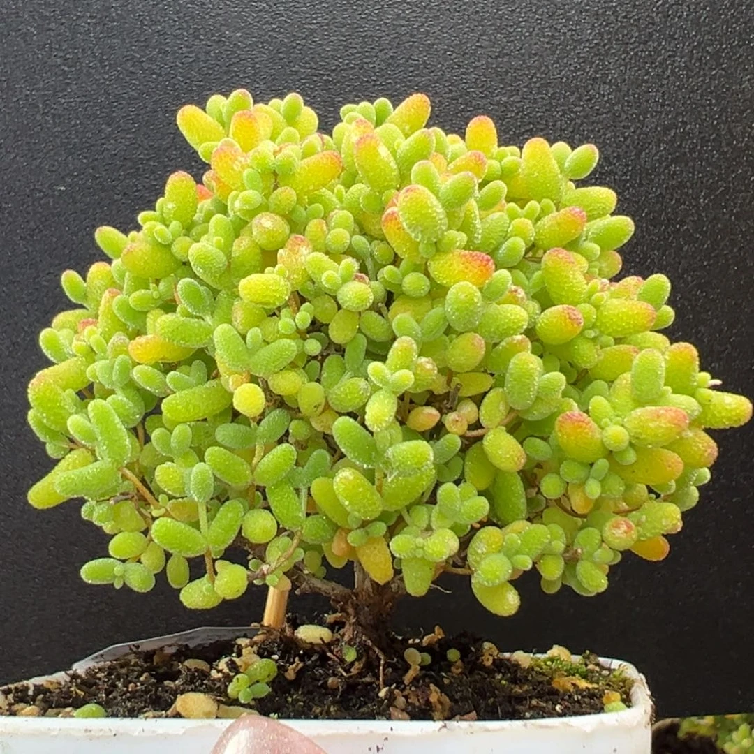 漏背dy5709精控小树型蜜橘糖球冠幅6cm