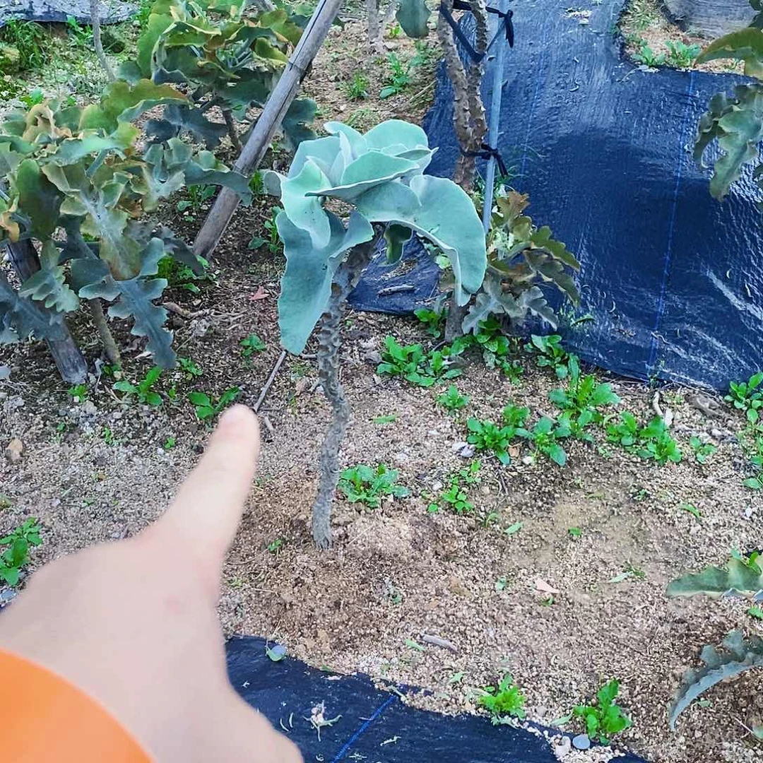 无花朵小**?00000000000000000