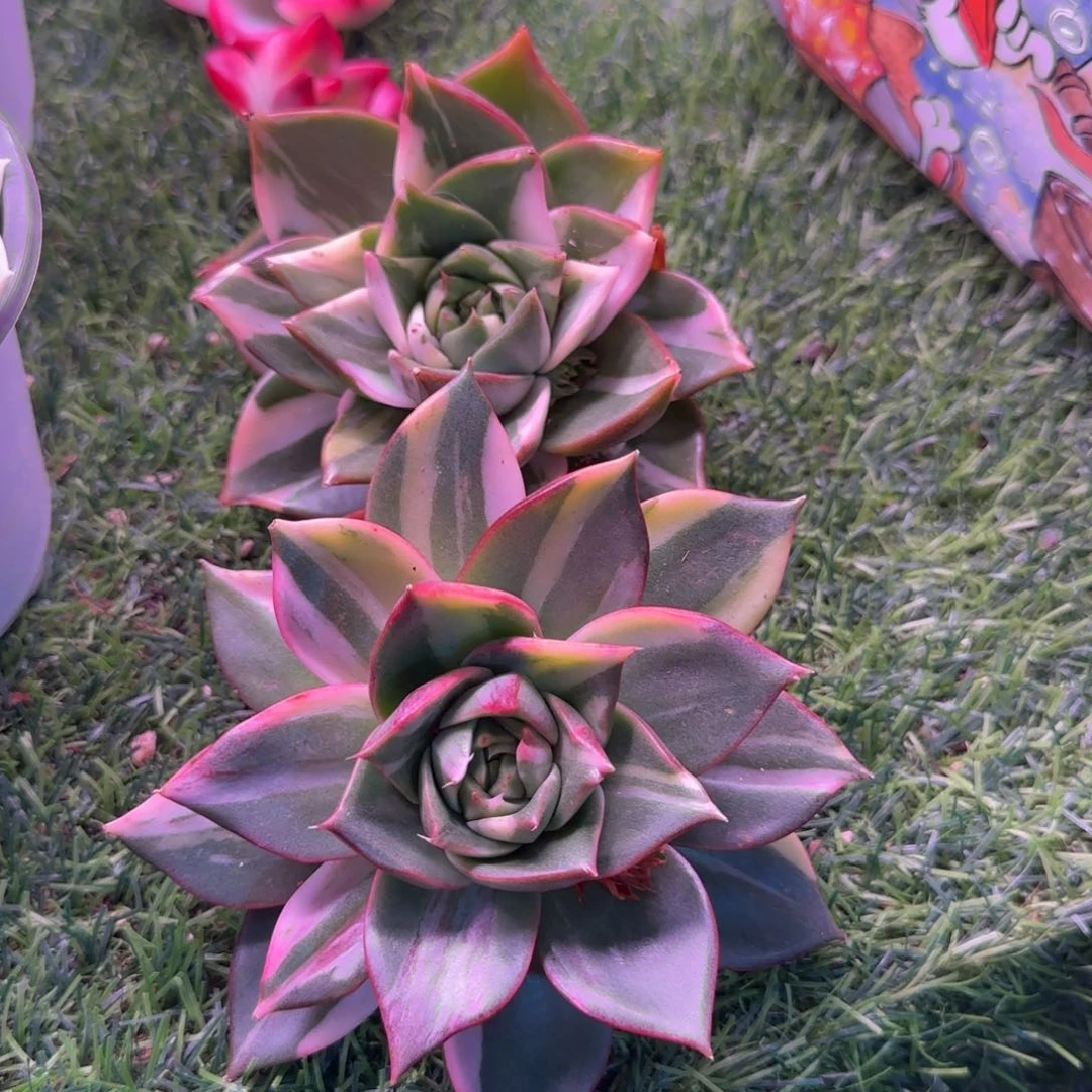 藏宝图锦多肉植物