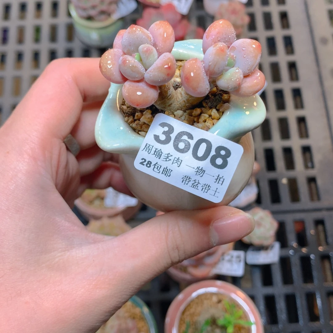 5厘米盆精控多肉3608