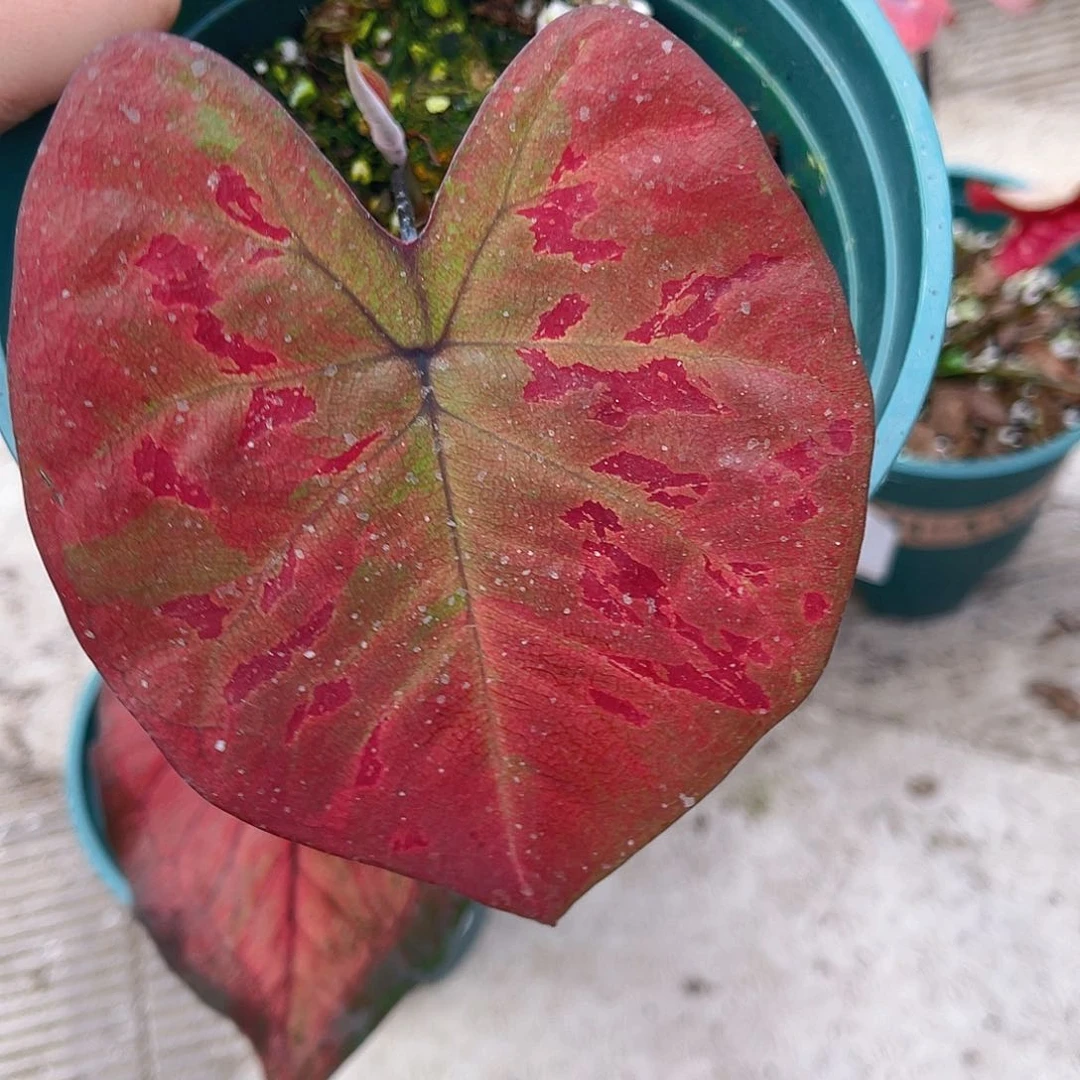 完全开放1719泰彩一物一拍