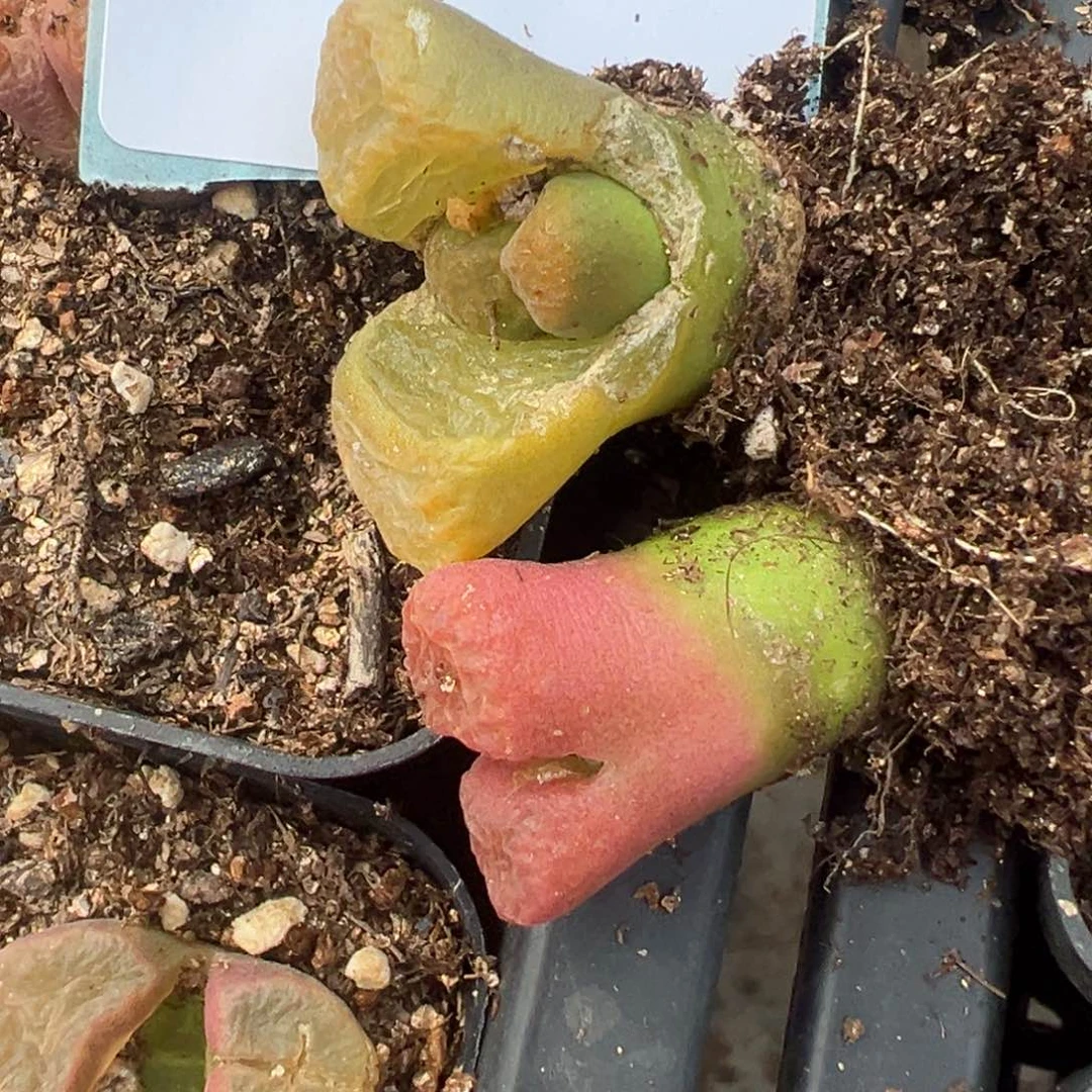 4-18量拍风铃一颗