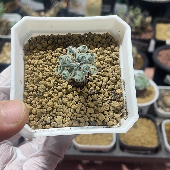 266GL毛叶蚊香弹簧草