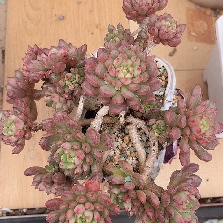 红宝石02192多肉植物