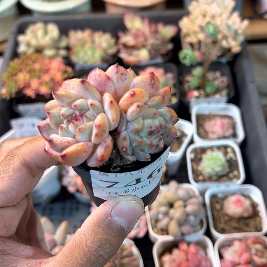 746号琴心三头群一物一拍满18包邮