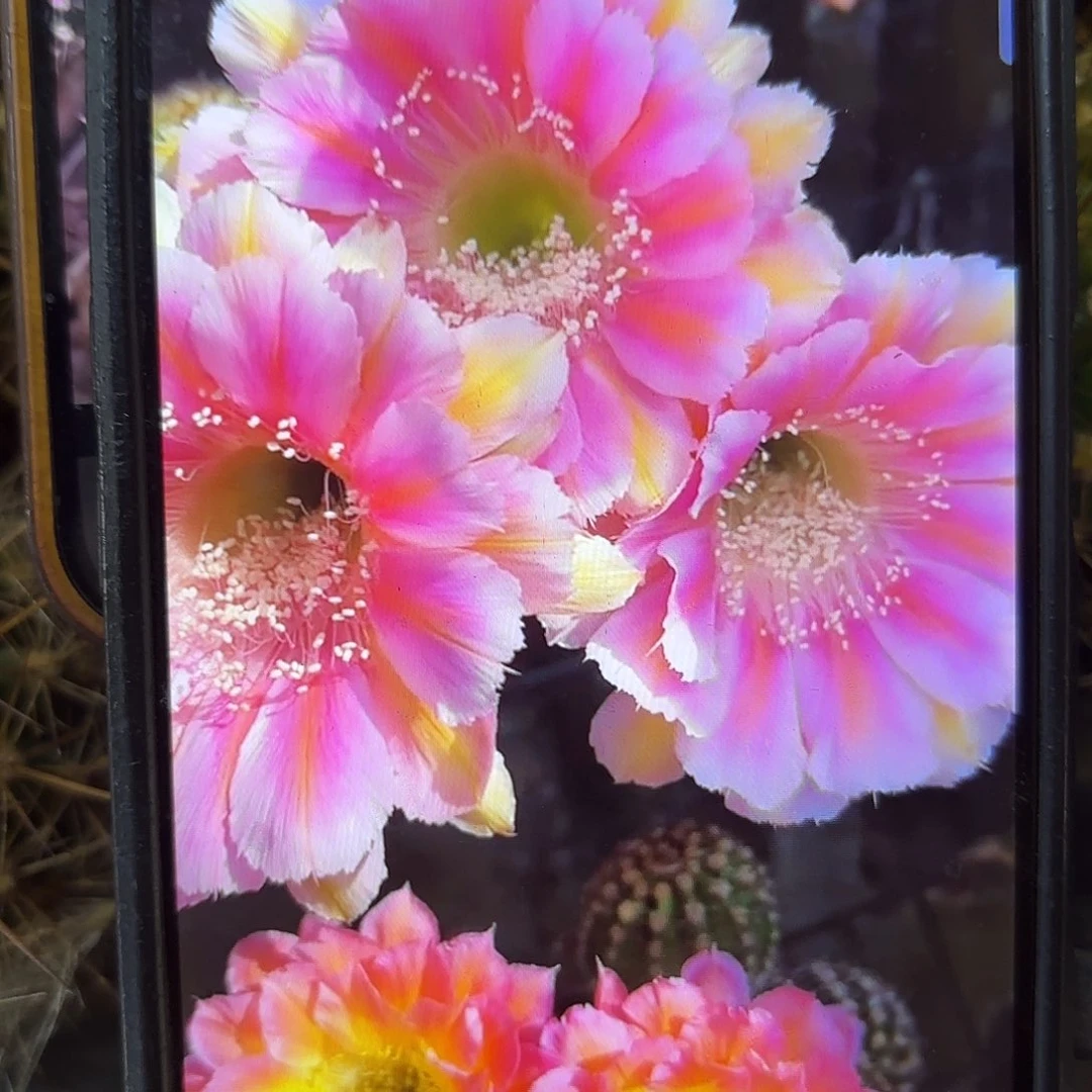 出水芙蓉彩侧牙20包邮1