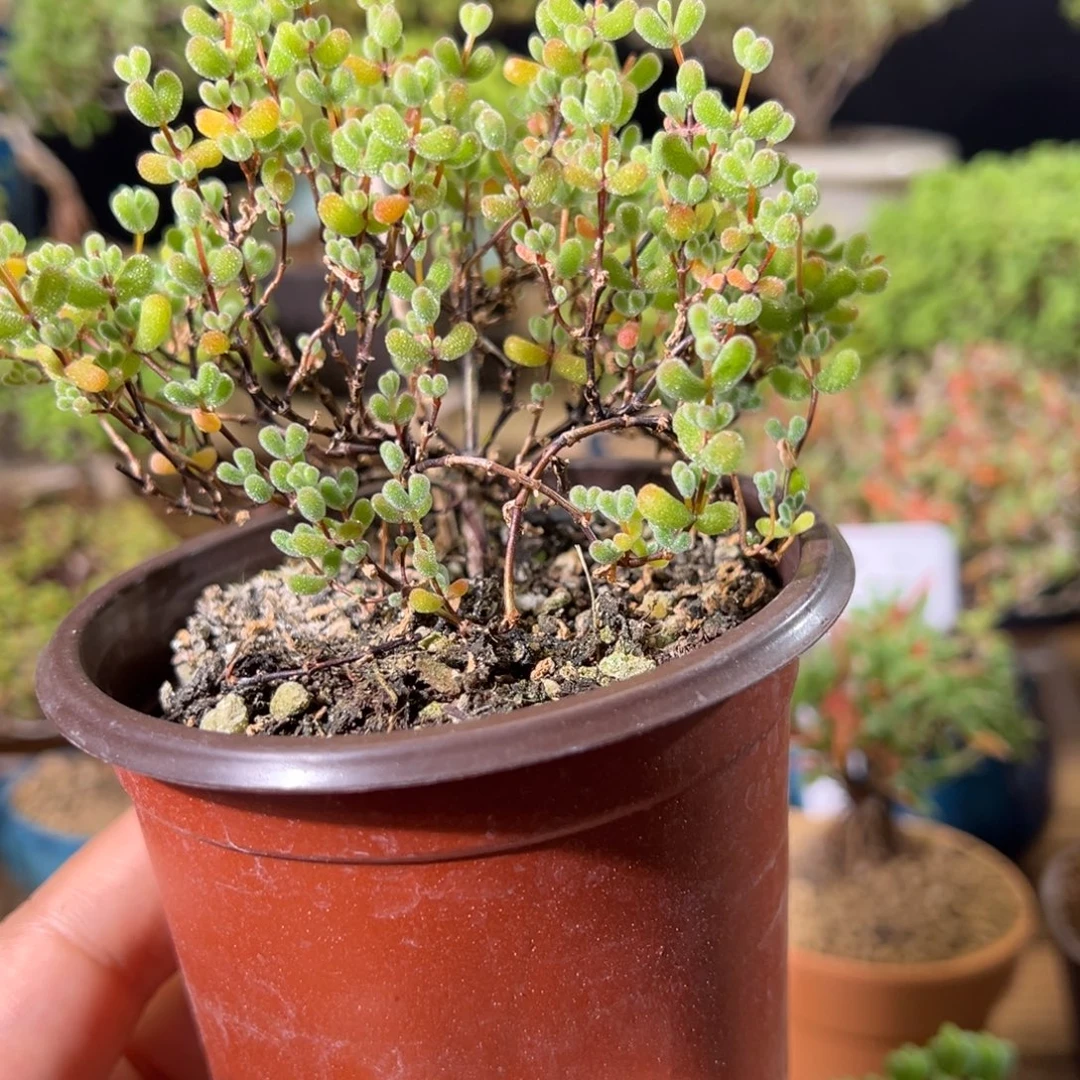 10123翡翠小精致福利款