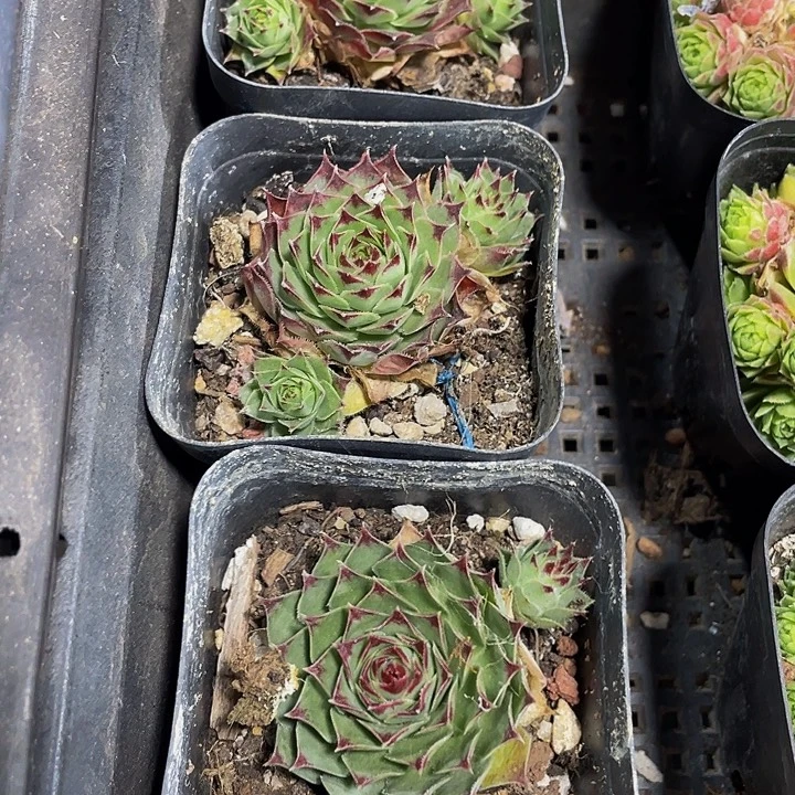 柔情1.8带盆土发货