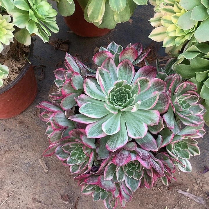 多肉植物西施112