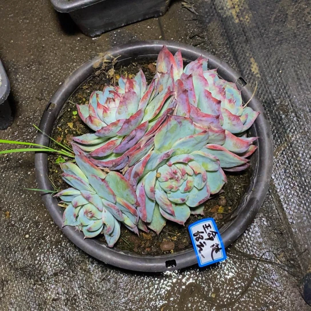 王***徒一物一拍一物一拍