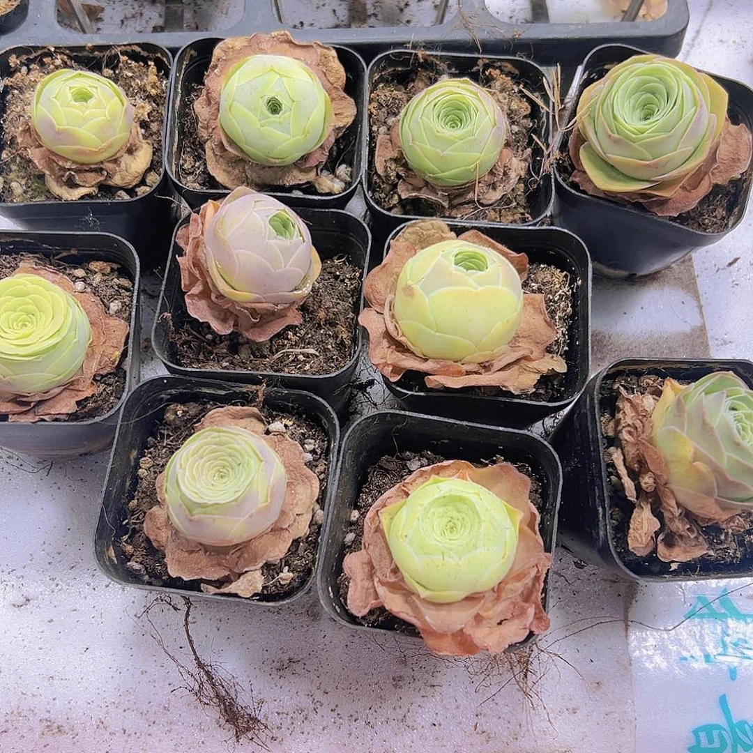 彩帕8盆19包邮多肉