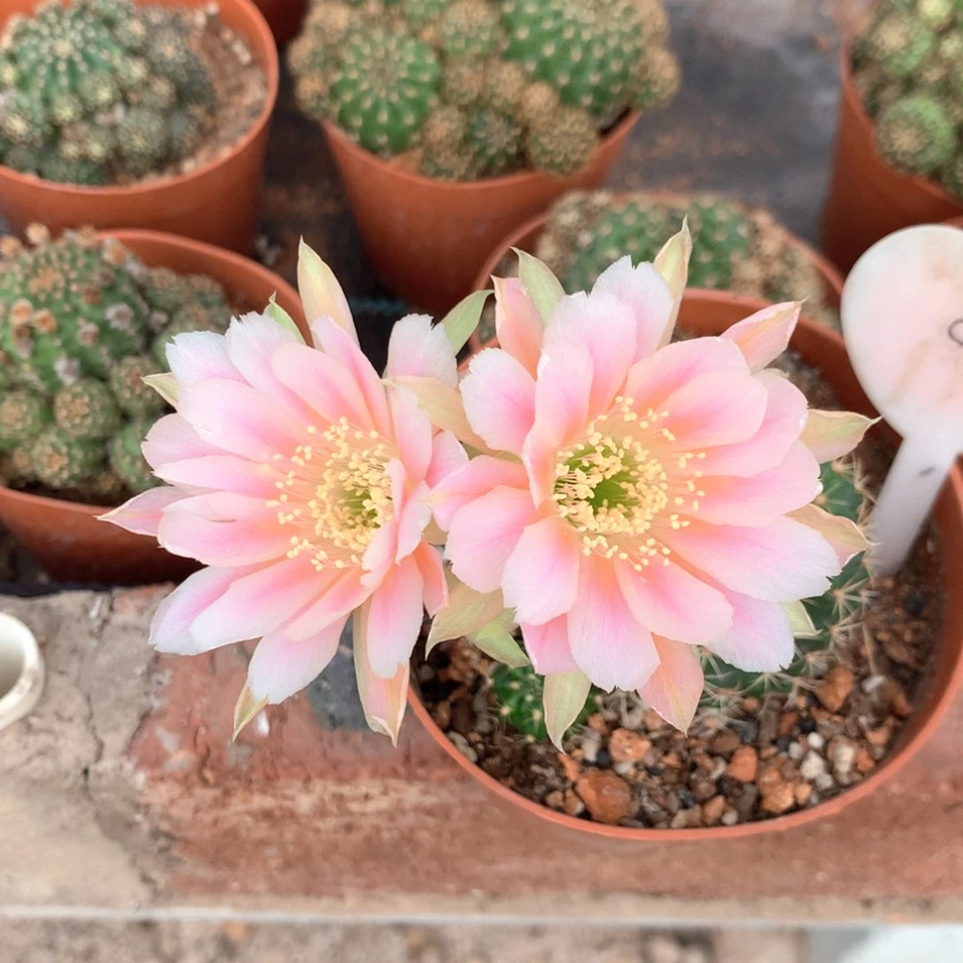 砂*9859实生丽花10公分杯