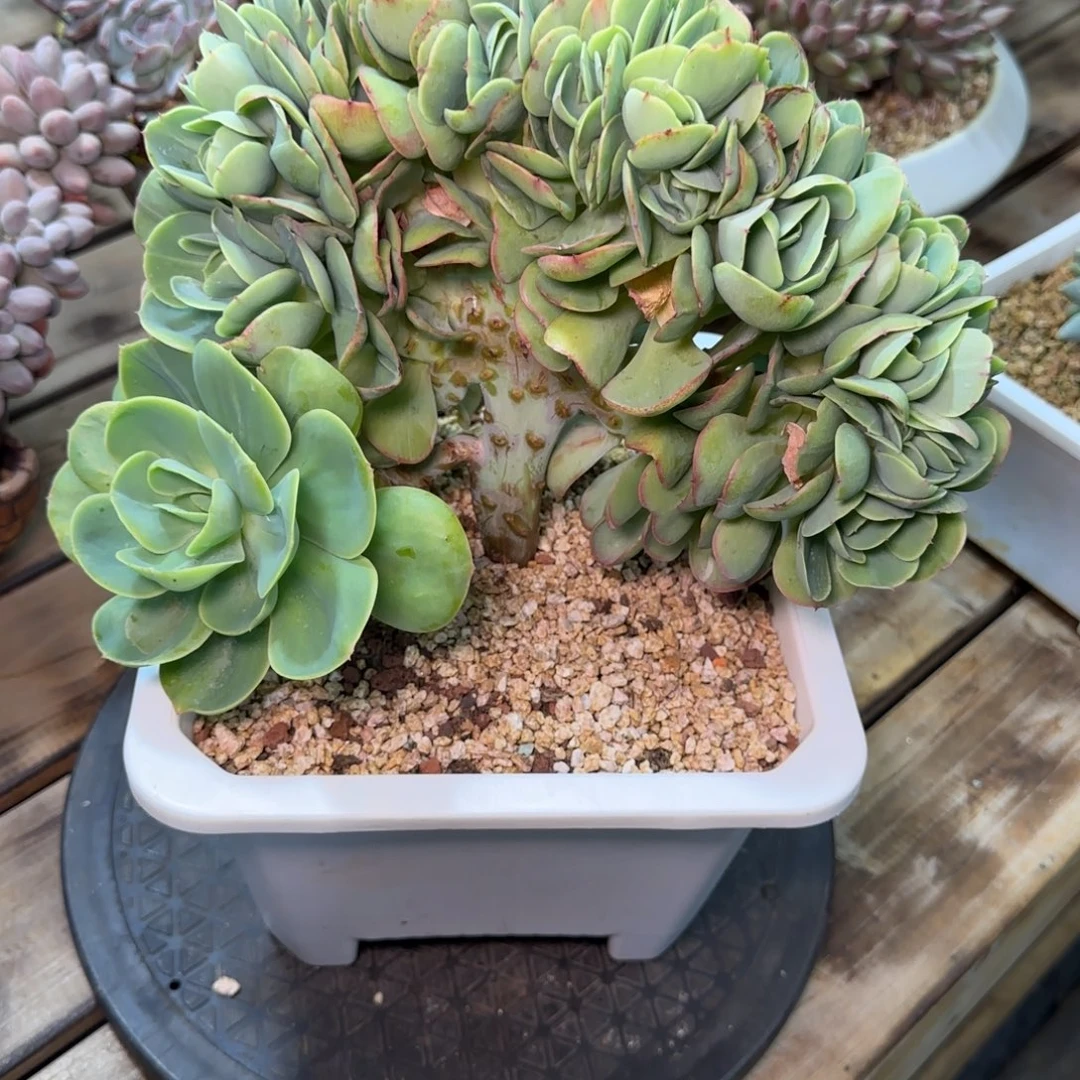 碧桃缀多肉植物多肉