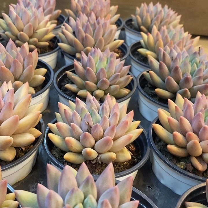 红蜻蜓福利多多去拍