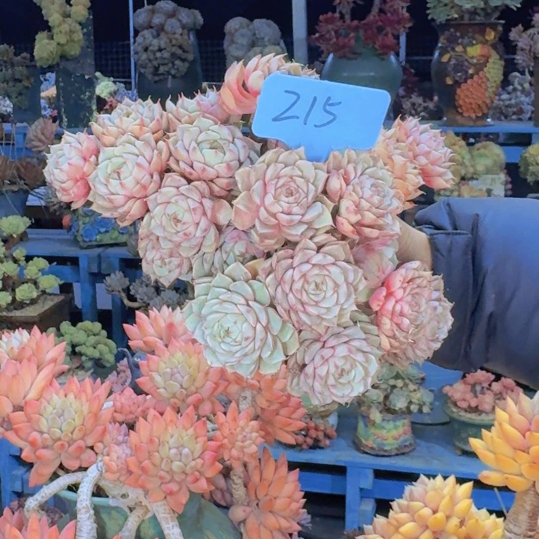 多肉植物的生长发育
