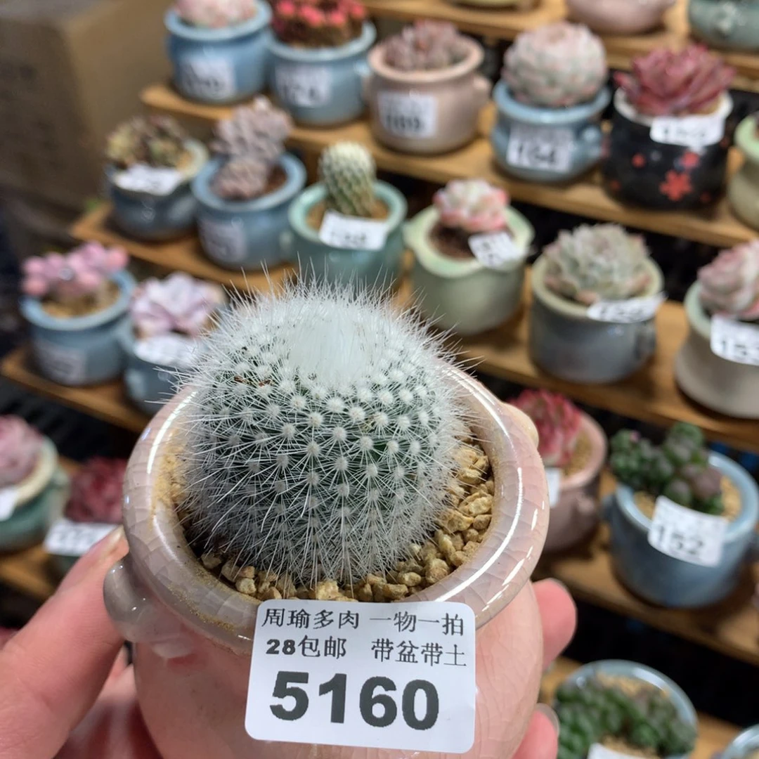 精控多肉植物5160