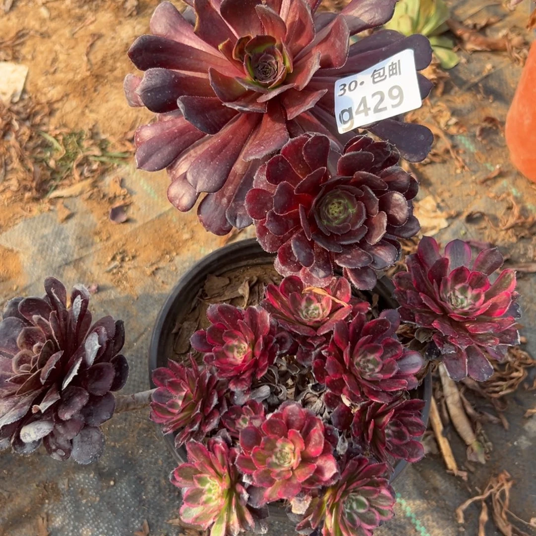 善**学429红金刚多肉法师