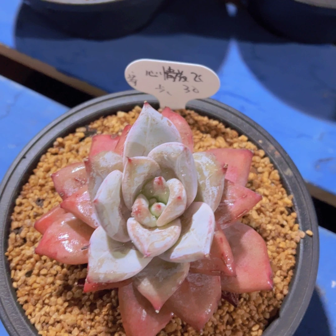 心**飞卡系，多肉植物