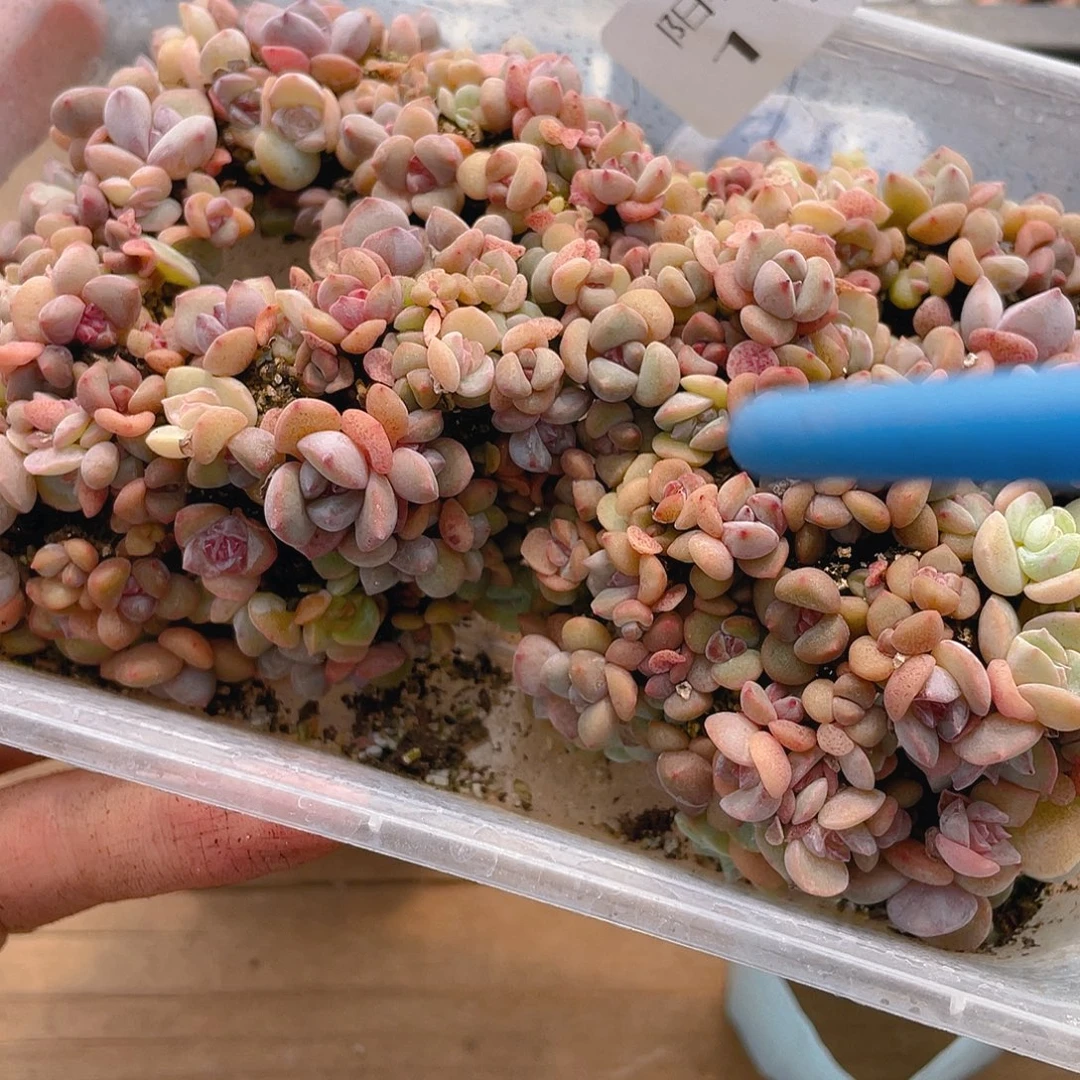 *****多肉植物多肉植物119