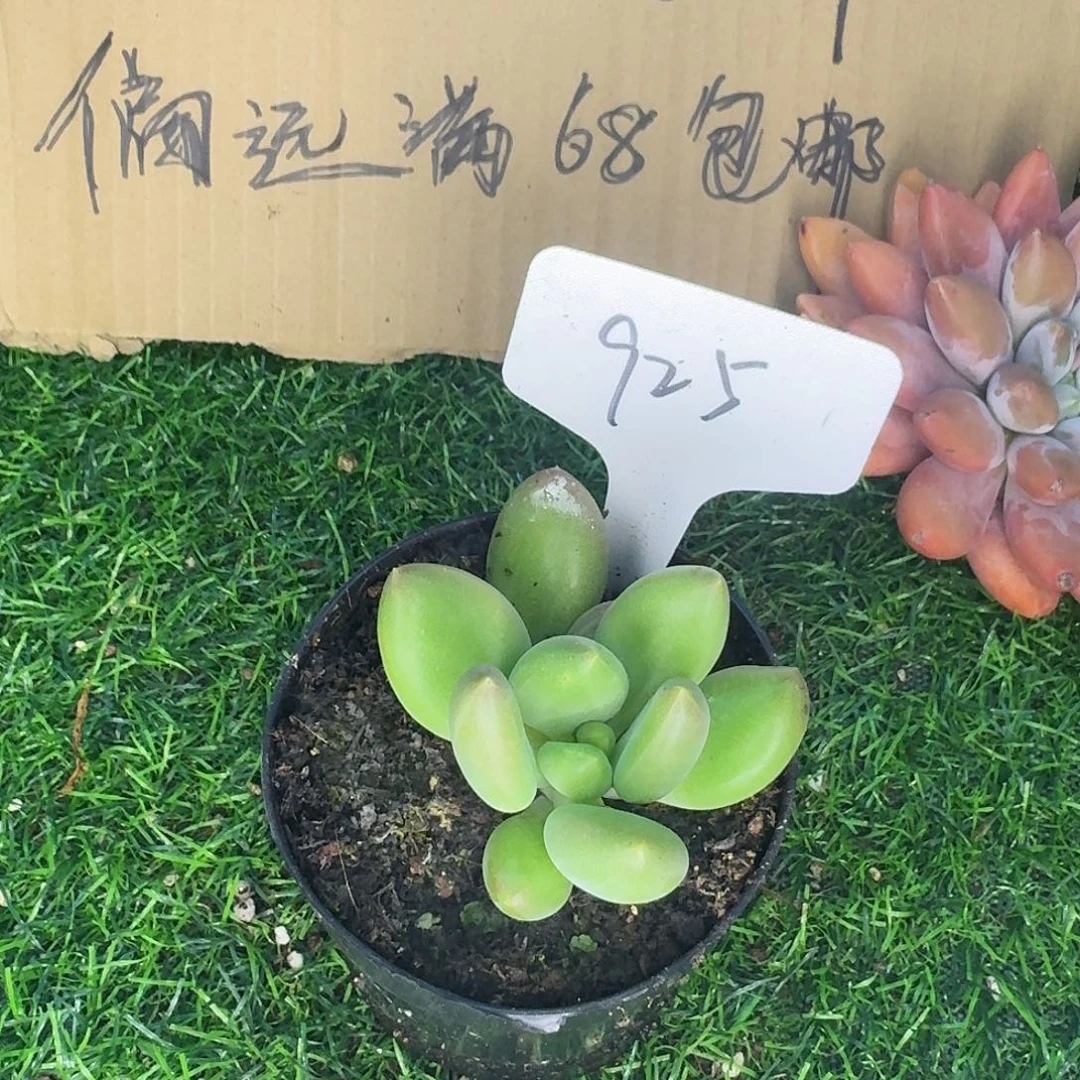 云南多肉小栈摩尔根925