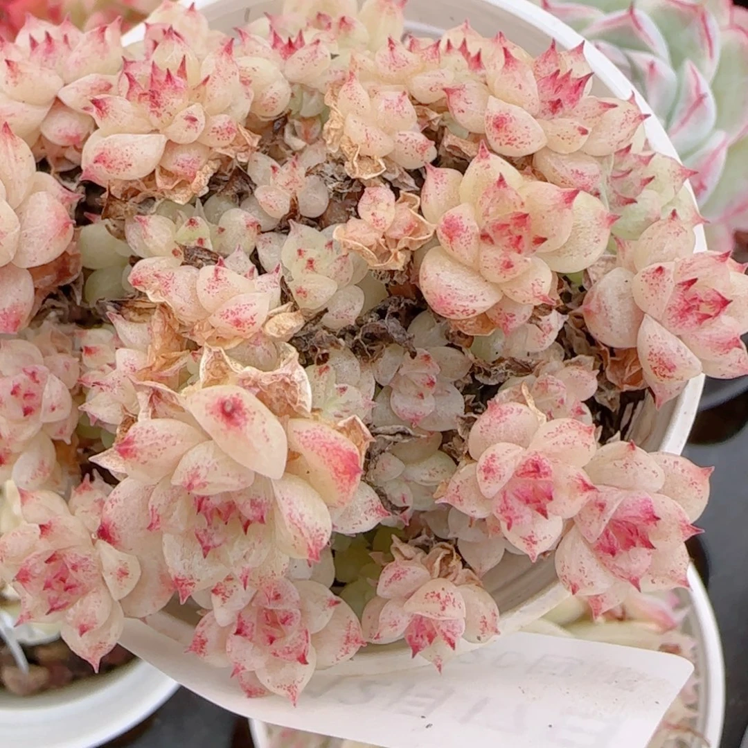 清***清花语多肉1217-179散