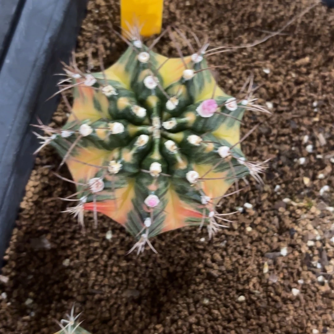 L677-0102泰国发货 太阳后裔