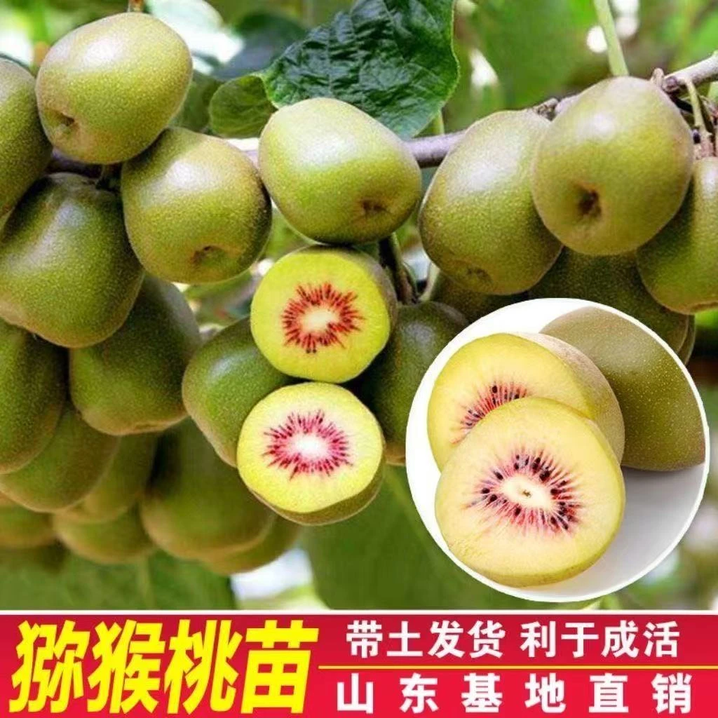 猕猴桃树苗自花授粉果树苗嫁接苗