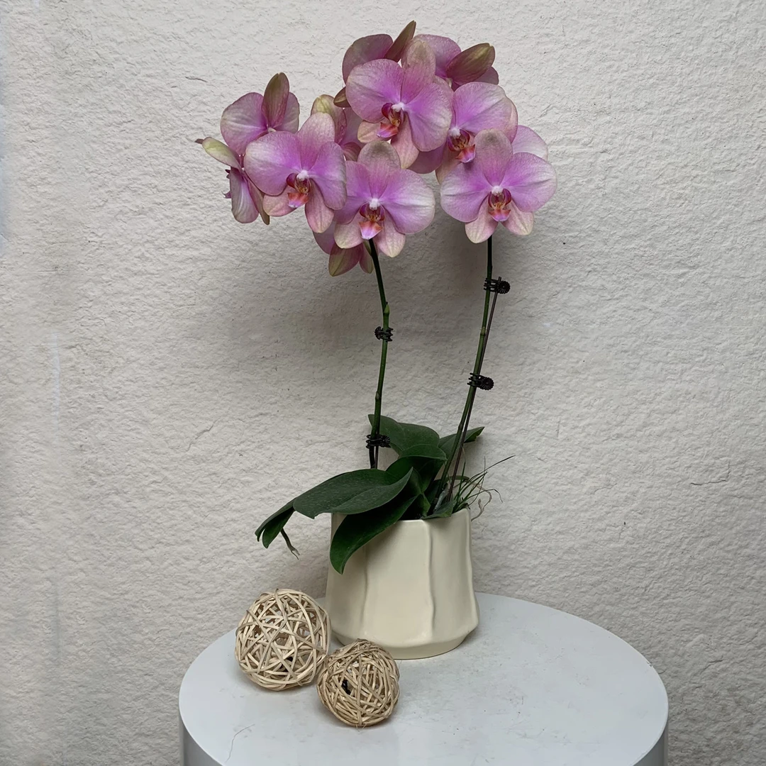 【梵高】欧品蝴蝶兰 稀有粉色系花 蜡质花 花期长